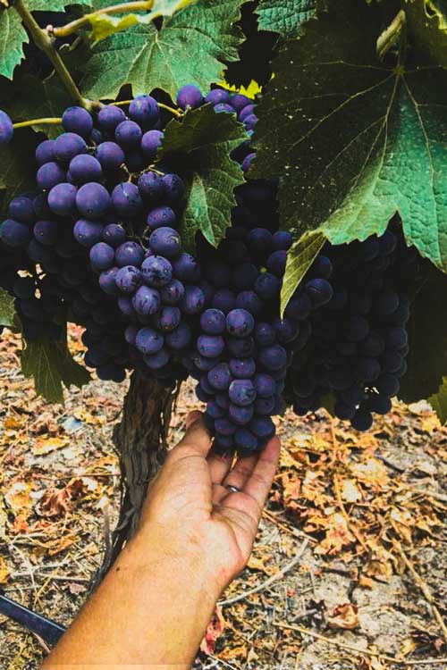 Bodega Domiciano em Mendoza