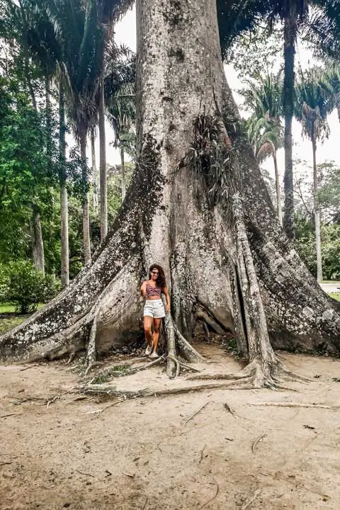 Imagem da árvore centenária - Jardim Botânico do Rio de Janeiro
