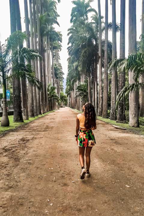 Imagem do caminho cercado de palmeiras no Jardim Botânico