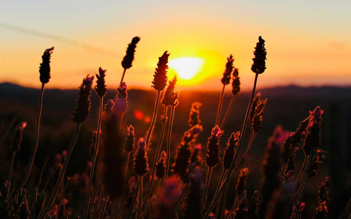 Por do Sol em um campo de lavandas de Cunha, um dos lugares mais românticos de São Paulo.