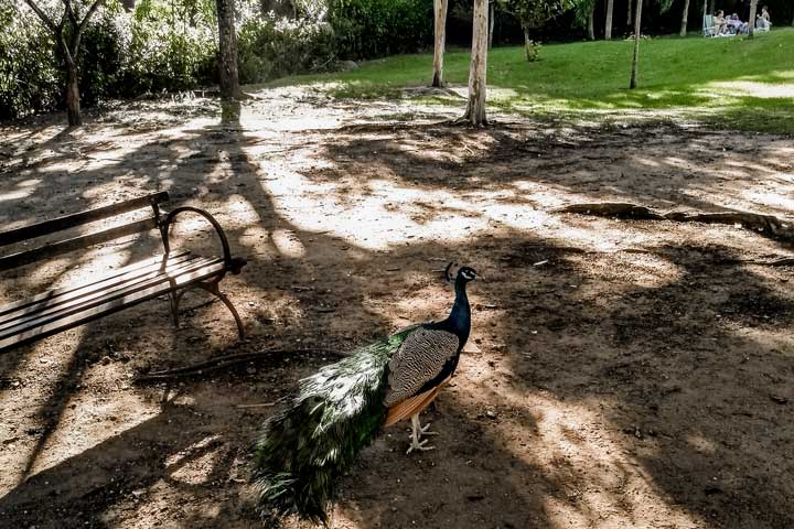 Imagem de um Pavão do Parque