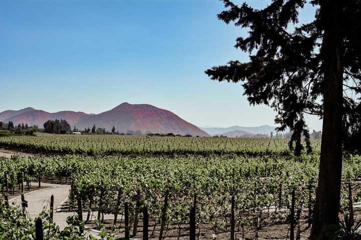  Vinícolas do Valle do Colchagua  