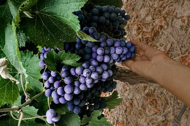 Mendoza na época da colheita de uva 