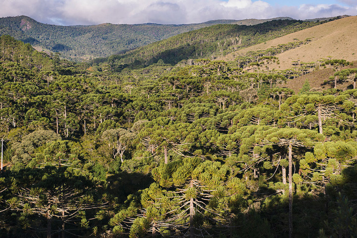 Onde ficar em Campos do Jordão