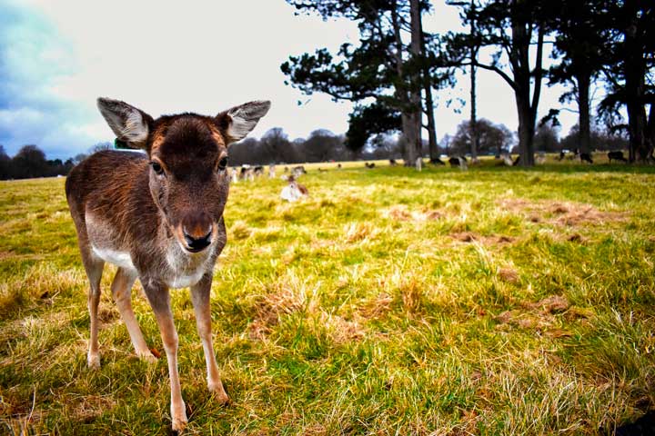 O que fazer em Dublin - Phoex Park