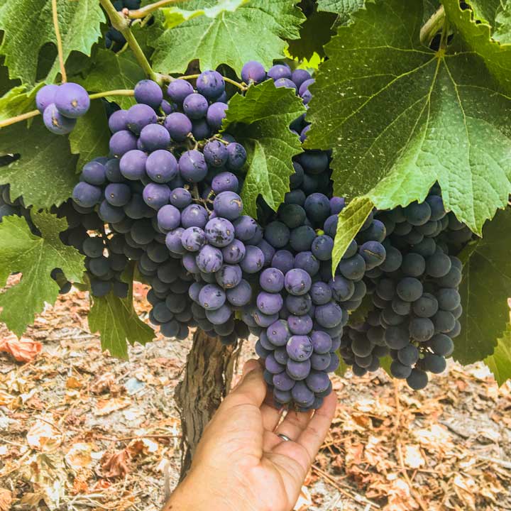 vinicolas