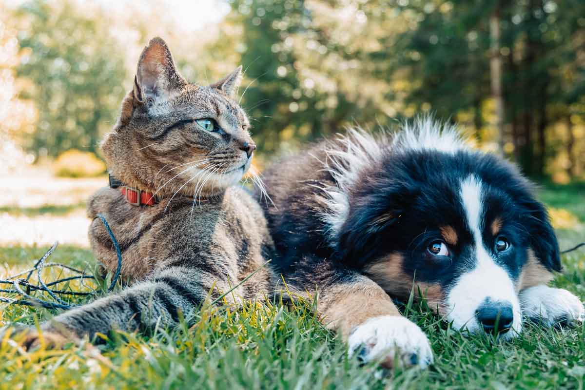 Hotel e pousada Pet Friendly em Campos do Jordão