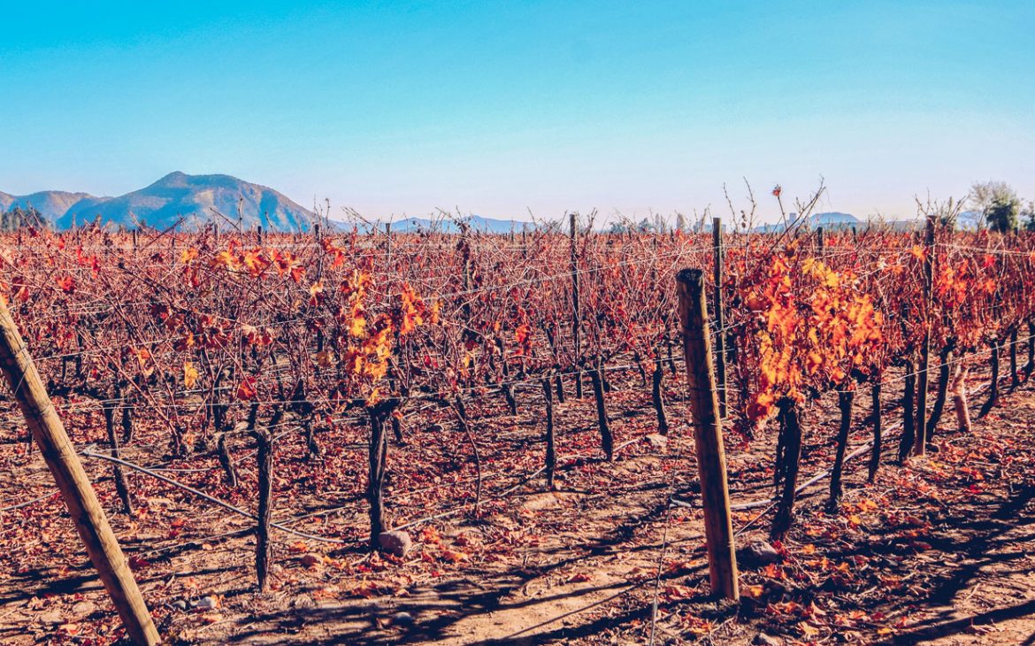 Vinicola Concha y Touro em Santiago