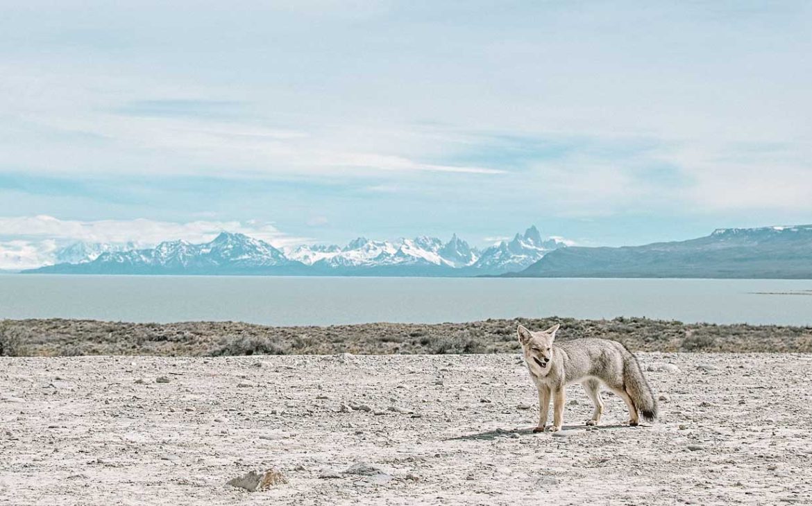 Safári em El Calafate