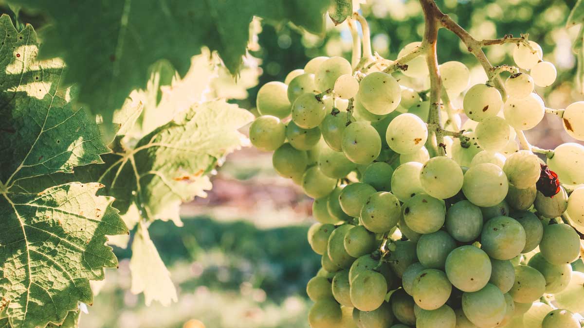 A imagem mostra um close de um cacho de uvas brancas, maduras e prontas para a colheita, penduradas em uma videira sob a luz do sol. Folhas verdes com veios detalhados complementam a cena, sugerindo um ambiente de vinícola ao ar livre. A fotografia capta a essência da viticultura, ideal para ilustrar a riqueza e a beleza dos vinhedos envolvidos na produção de vinho