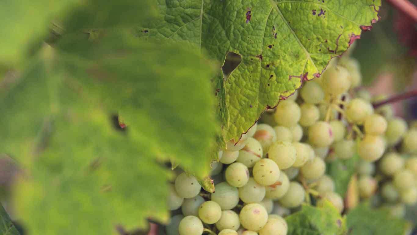 Imagem de uvas entre folhas, em uma parreira.