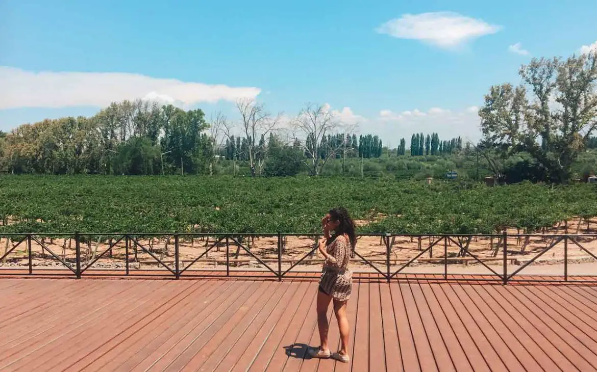 Vinícola Vistandes em Mendoza, durante a colheita de uva