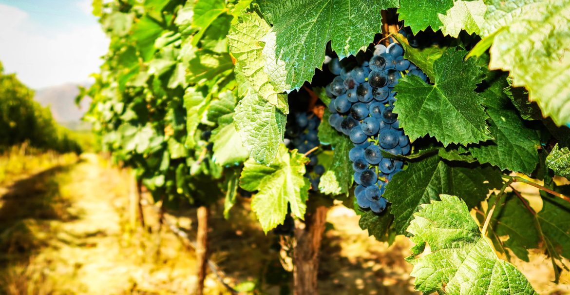 Vinícolas de Mendoza em Janeiro